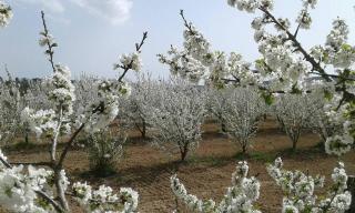 Il Giardino dei Ciliegi - Cura Nuova - 1