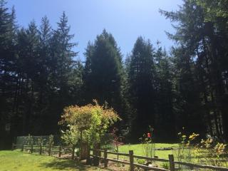 Redwood forest - 2