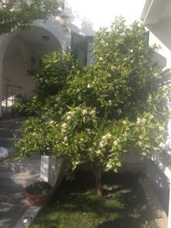 Apartmani Vukičević - Vodice - 4