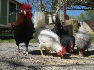 Fattoria Il Bruco - 3