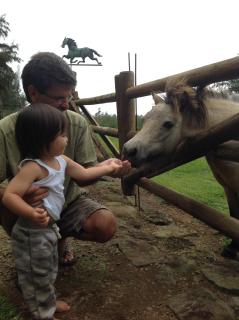 Kohala Lodge- Vacation Rental House - Hawi - 7