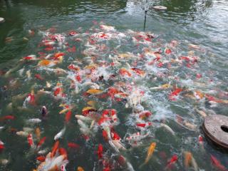 Pongsin Resort - Khun Han - 3
