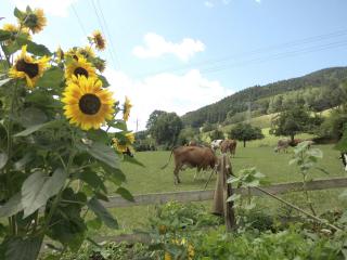 Urlaub auf dem Hänslehof - 1