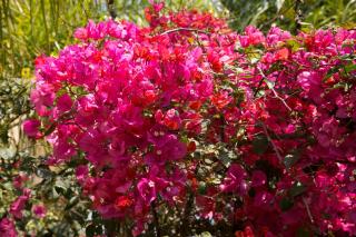 Million flowers - 2
