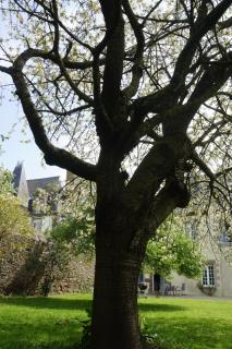 Manoir 1685 Saint Malo - Saint Malo - 2