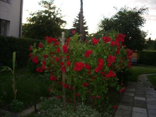 Sveciu Namai Avada - 7