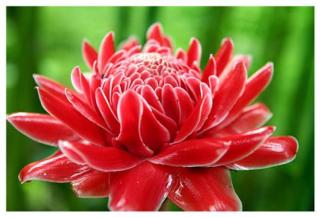 Dahla House Ranong - 1