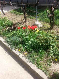 Sweet Dreams Apartment - Aranđelovac - 5