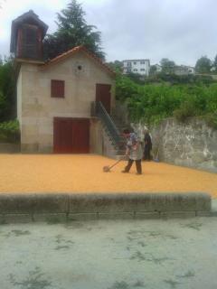 Quinta da Casa Grande Pinheiro - Santa Marinha do Zêzere - 1