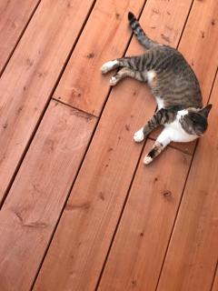 Guesthouse Asibina - 7