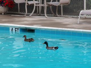 Best Western Fredericksburg - 3