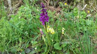 Au Jardin Des Violettes - 5