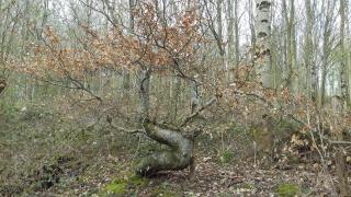 Au Jardin Des Violettes - 6