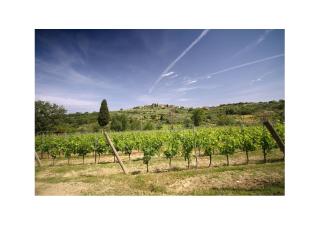 Agriturismo Molinuzzo - Barberino Val d'Elsa - 2