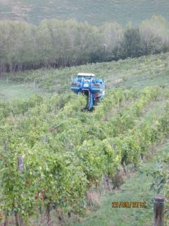 Tenuta Il Tresto - 5
