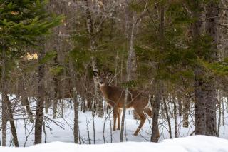 The Harfords Point Lodge - 7