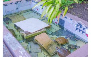 Sundreamer Suite @ Turtle Towers - Ocho Rios - 2