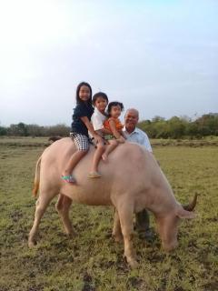 Wanlapa Farmstay - Ban Khok Krathiam - 7