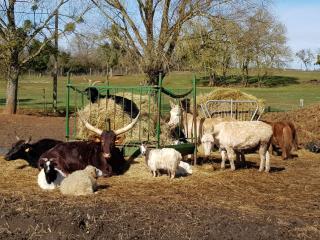 la ferme aux kangourous - Donzy - 5
