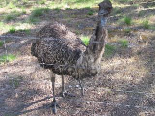 Emu Lodge Country Retreat - 3