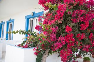 Matina Studios - Kefalos - 5
