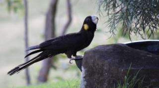 Tropical Coast Retreat - Pet Friendly - Adult only - Kingscliff - 2