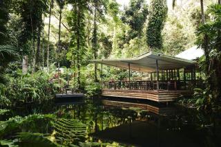 Daintree Ecolodge - Daintree - 4