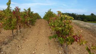 l'Ecrit Vin - Rustiques - 6