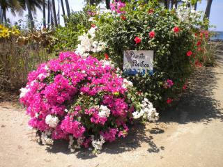 Plumita Pacifica - Playa Junquillal - 2