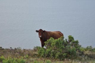 Coombe Farm - Lynton - 2