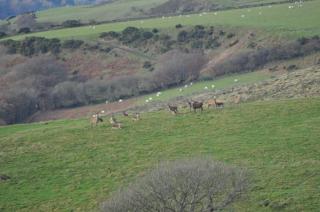 Coombe Farm - Lynton - 4