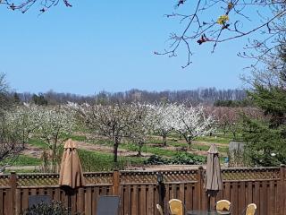 A Li'l Bit of Eden - Niagara on the Lake - 4
