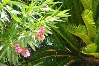 Giardino sul mare - 6