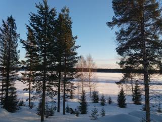 Rieskapaikka - Koivu - 5