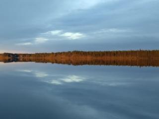 Rieskapaikka - Koivu - 6