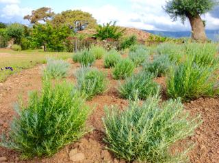 Clos Simoni - Figari - 5