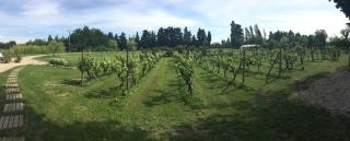 Safranière des Sorgues - Le Thor - 6