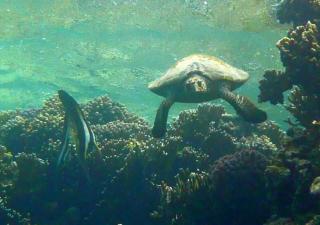 Sharm El Naga Resort and Diving Center - Hurghada - 6