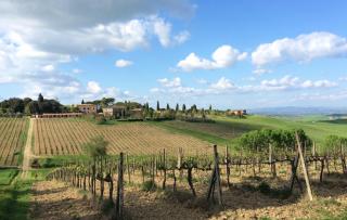 Tenuta di Corsano - Monteroni dʼArbia - 6