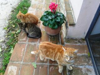 Marco & Andrea Agriturismo Collepina - 8