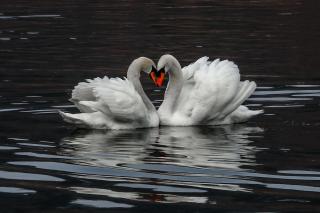 Apartments Koledniki - Bled - 5