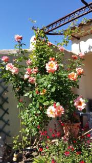 Au Bon Penequet - Pujaut - 6
