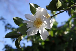Merivale Manor - Christchurch - 2