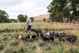 Dairyman's Cottage - Lyndoch - 4