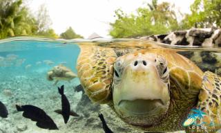 Oure Lodge Beach Resort - 1