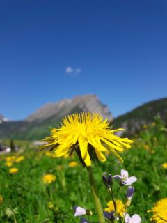 Jokelehof - Au im Bregenzerwald - 2
