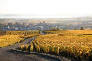 Clos Saint Jacques - Maison d'Hôtes - Meursault - 4
