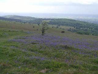 Pear Tree Cottages - Wedmore - 5