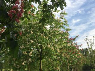 Gîte climatisé de La Haute Rue - Touvois - 2