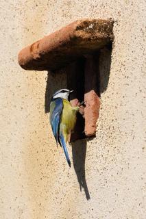 Absolut Oiseaux - Parisot - 7